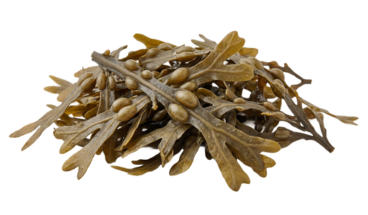 Bladderwrack