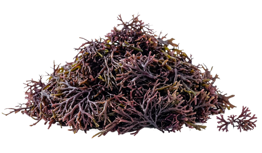 Irish Sea Moss